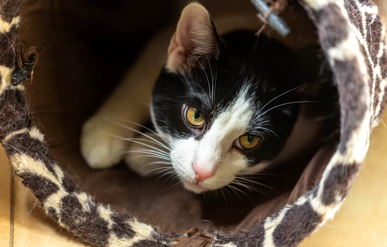 Photo wallpaper cat, cat, look, face, comfort, basket, cat house