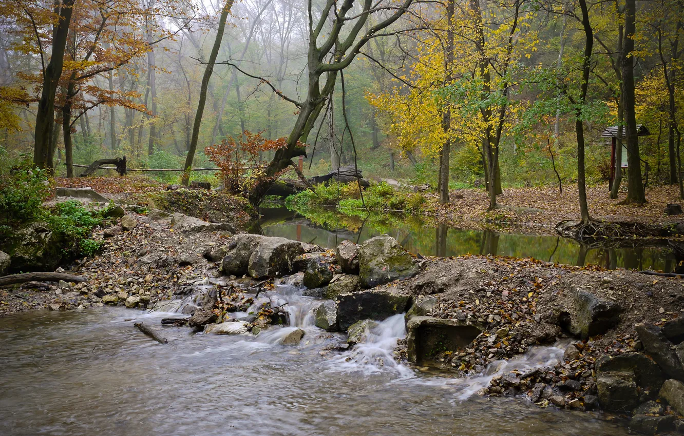 Photo wallpaper autumn, forest, fog, river, stones, stream