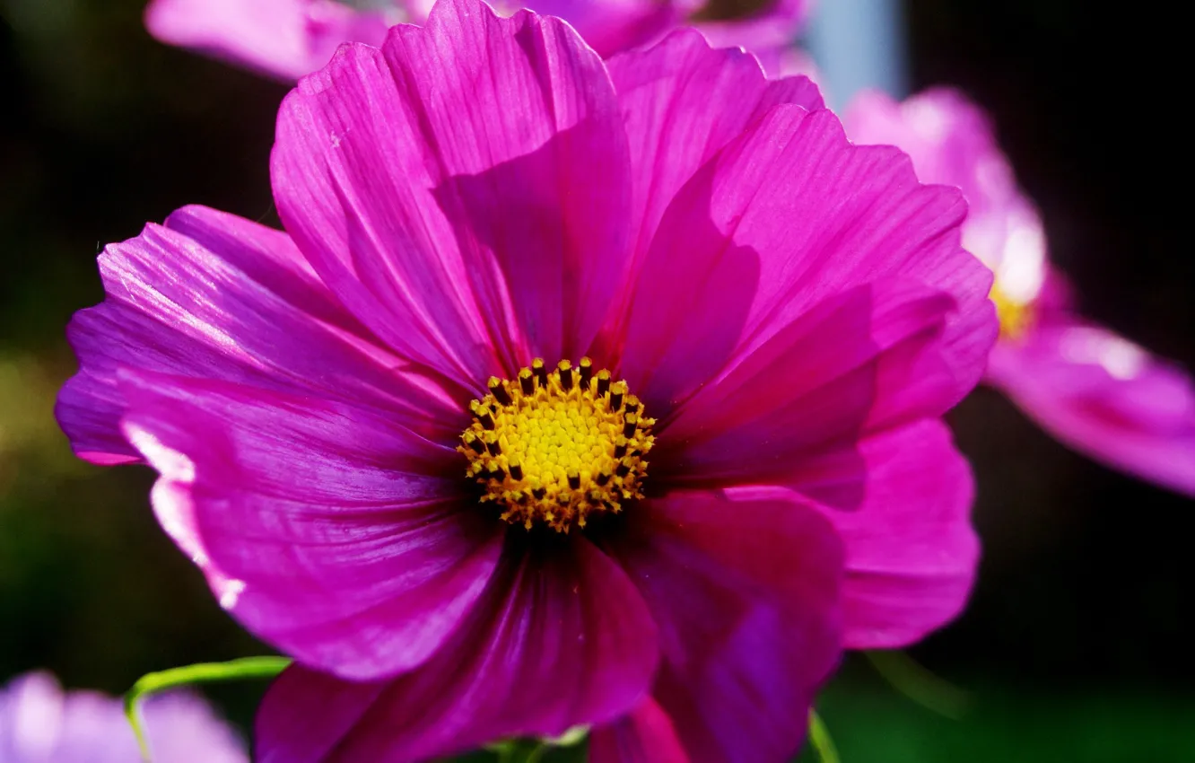 Photo wallpaper summer, flowers, kosmeya, macro flowers nature