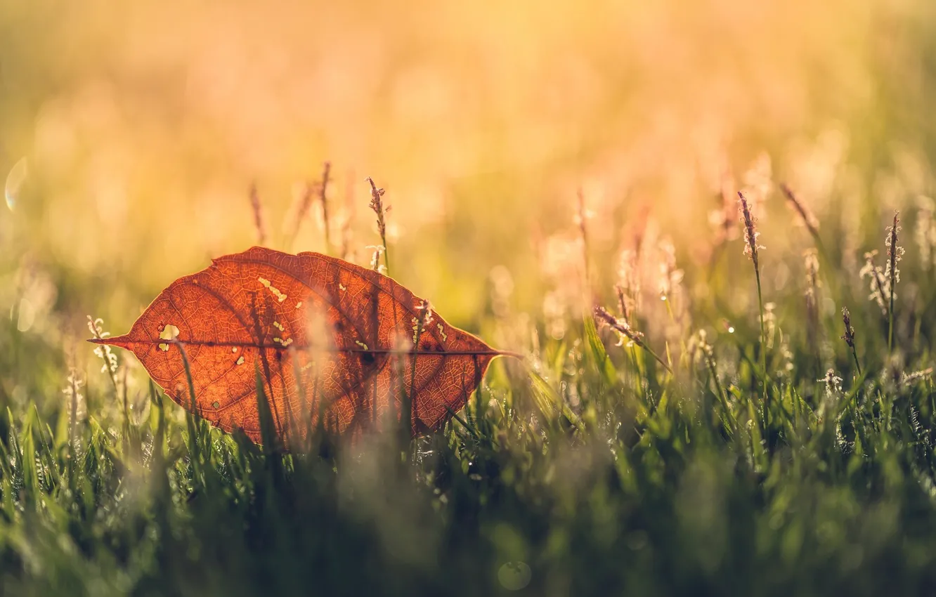 Photo wallpaper greens, grass, macro, background, widescreen, Wallpaper, blur, leaf