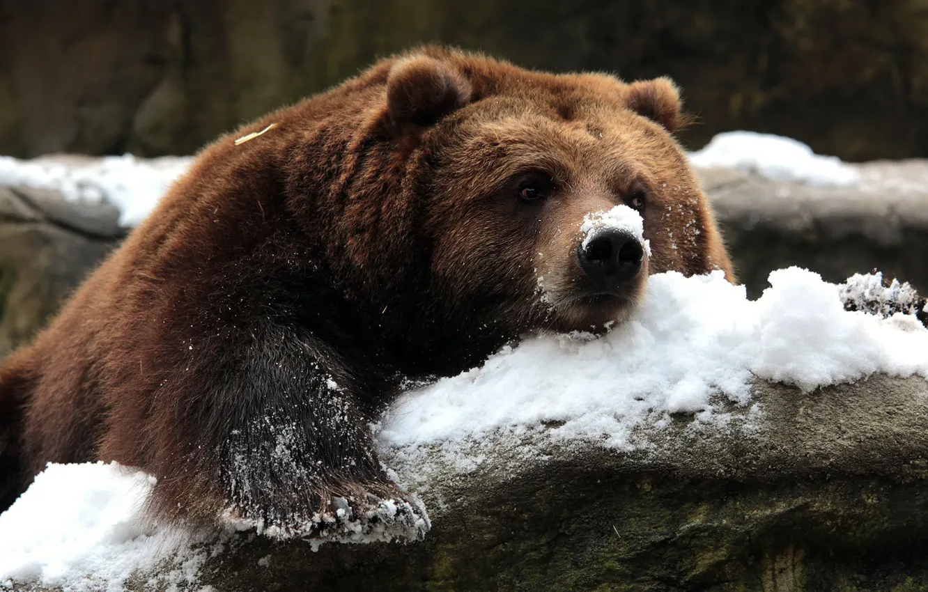 Photo wallpaper snow, nature, bear