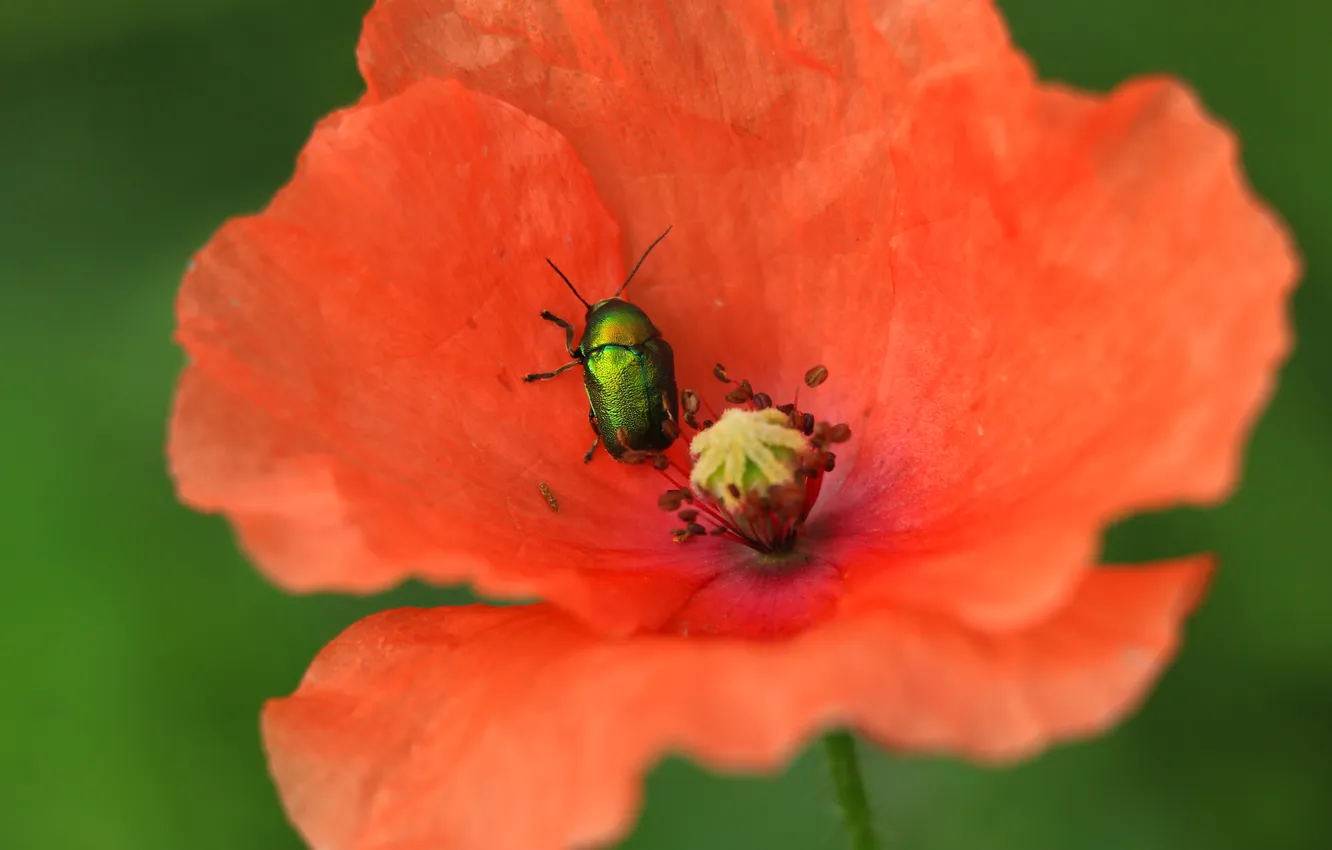 Photo wallpaper red, flower, poppy, insect