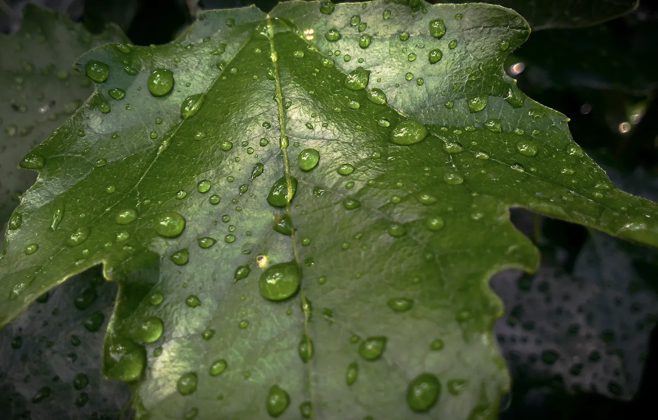 Photo wallpaper leaves, water, drops, nature, green