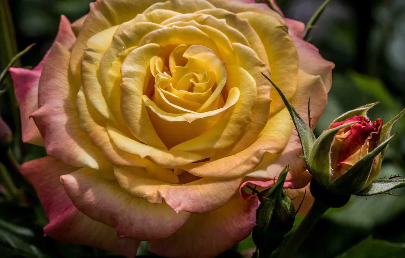 Photo wallpaper macro, roses, buds, lush
