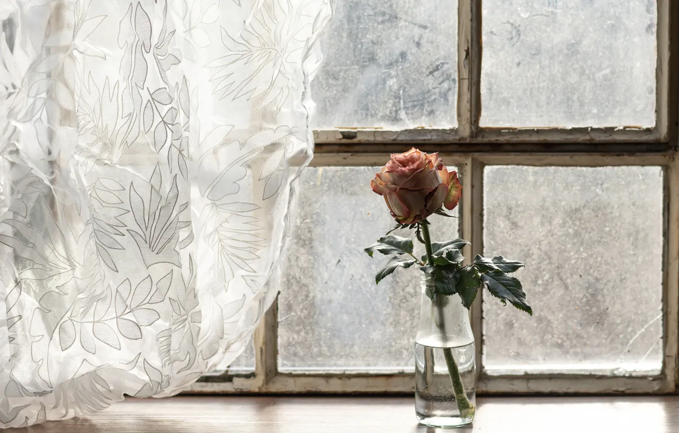 Photo wallpaper flower, rose, window, curtains