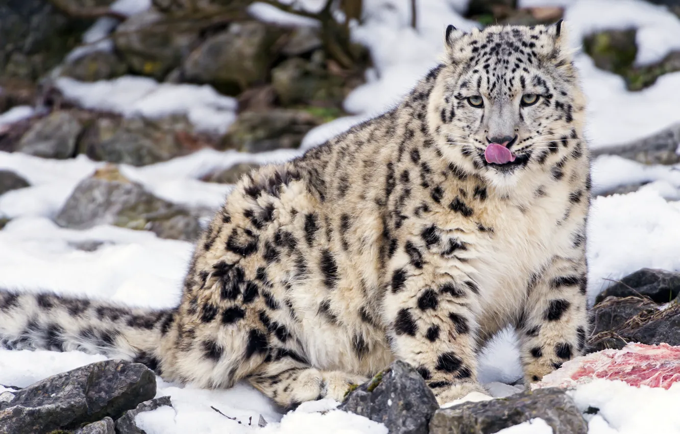 Photo wallpaper language, cat, snow, stones, kitty, meat, IRBIS, snow leopard