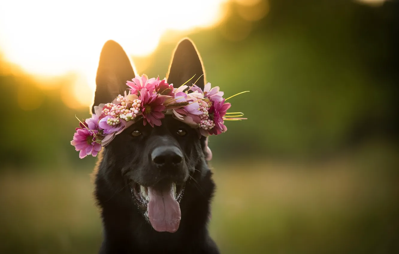 Photo wallpaper flowers, each, dog