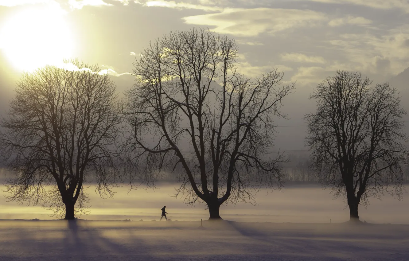 Photo wallpaper trees, winter, clouds, snow, fog, sunlight, freeze, branches