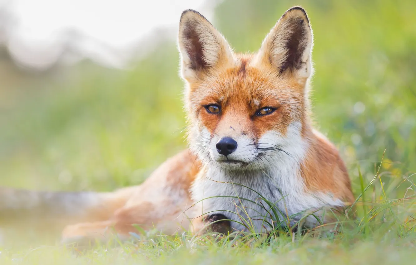 Photo wallpaper greens, summer, grass, look, face, pose, glade, portrait