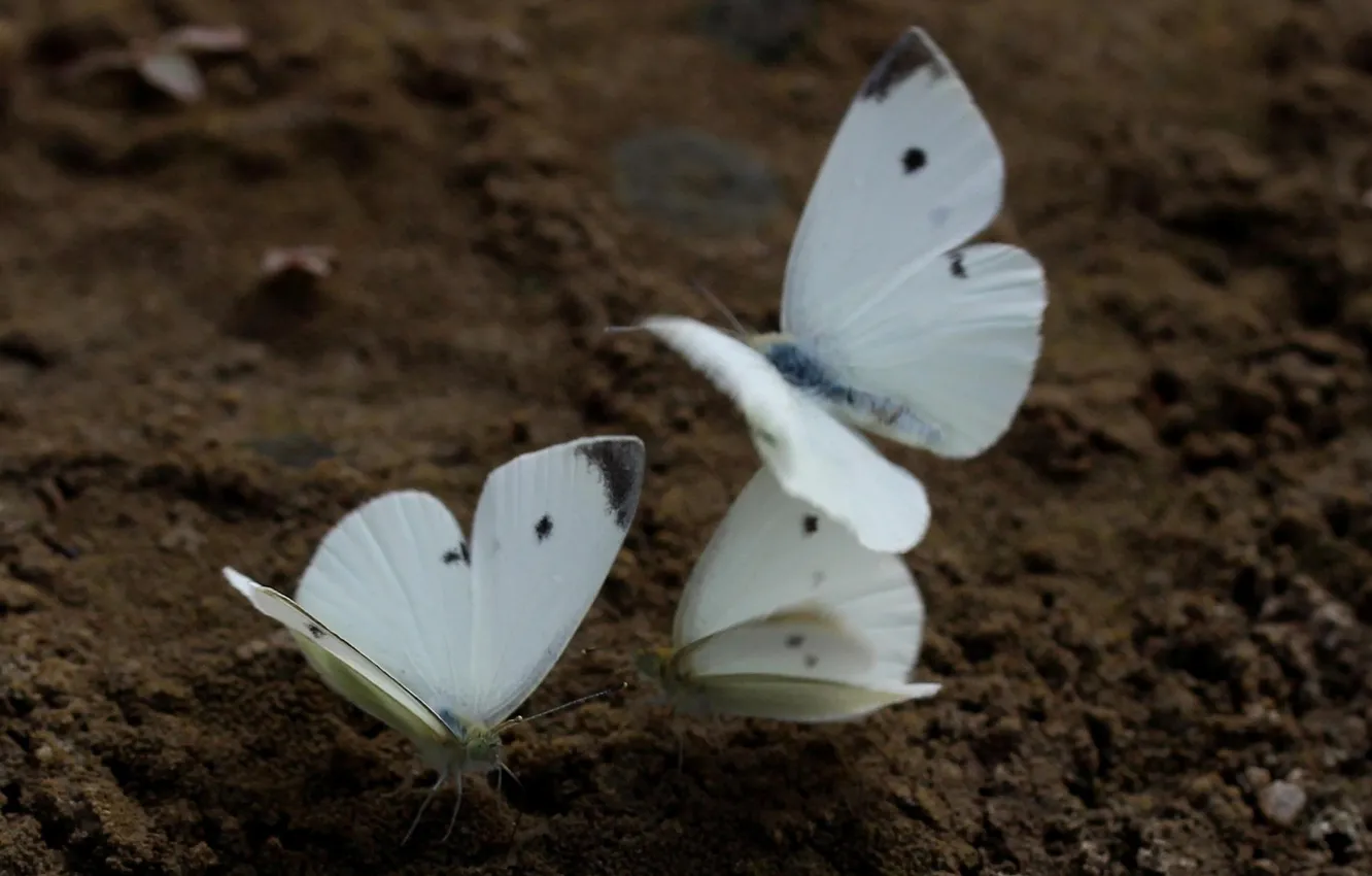 Photo wallpaper microsemi, butterfly, wings, beautiful, closeup, insects