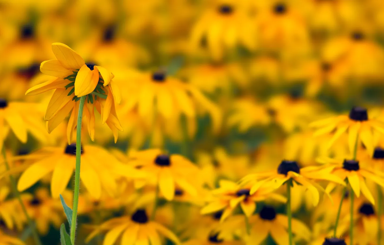 Photo wallpaper leaves, flowers, chamomile