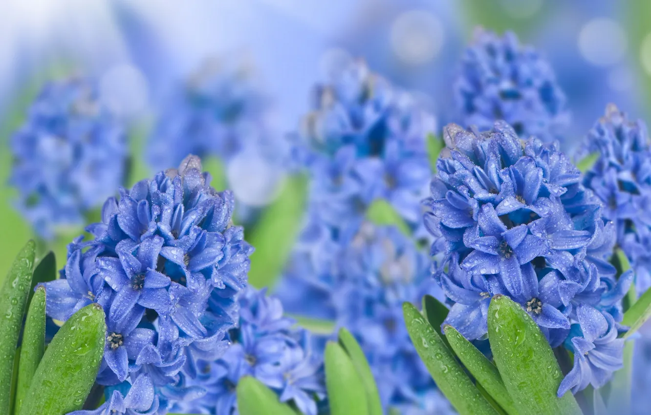 Photo wallpaper water, drops, flowers, blue, hyacinths