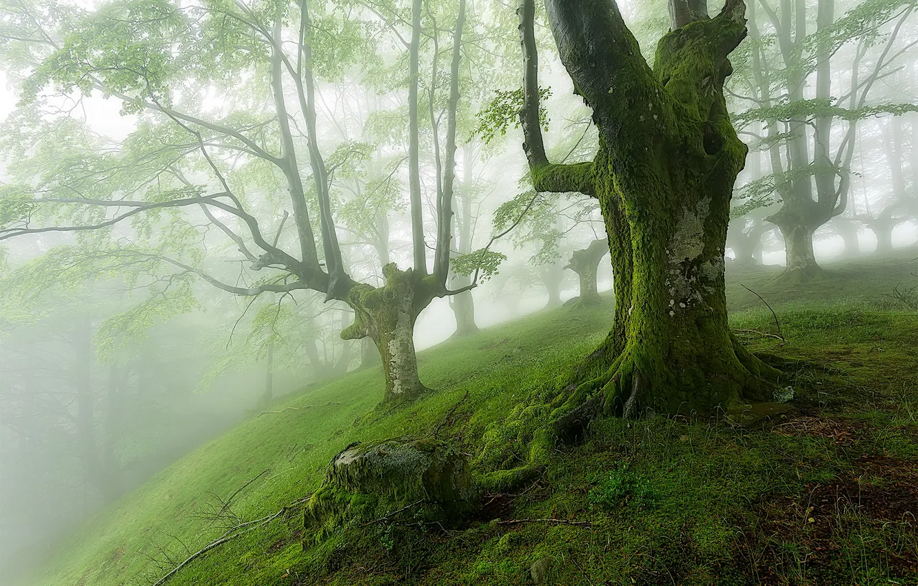 Photo wallpaper forest, trees, fog, moss, slope