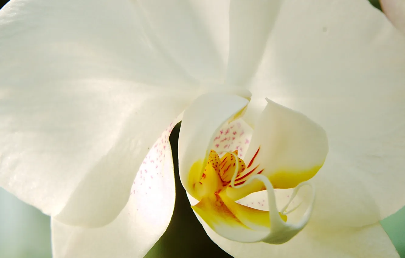 Photo wallpaper flowers, beauty, white, white, exotic, Orchid, blossom, Orchid