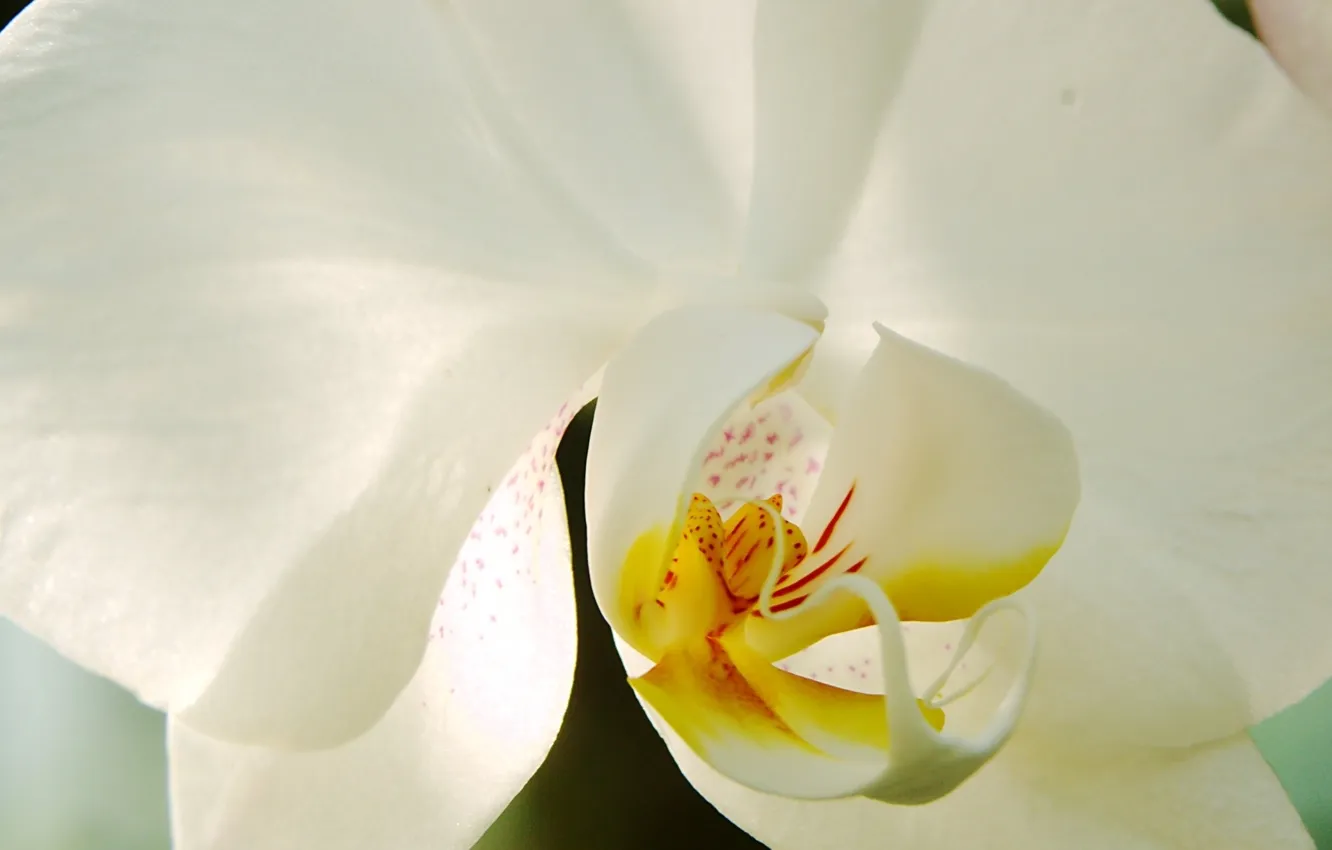 Photo wallpaper white, flowers, beauty, white, exotic, Orchid, blossom, orchid