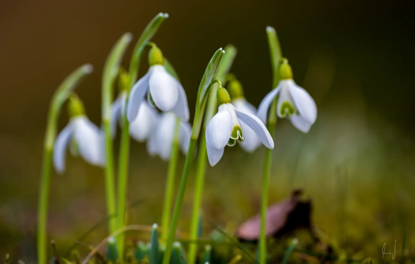 Photo wallpaper spring, petals, snowdrops, white