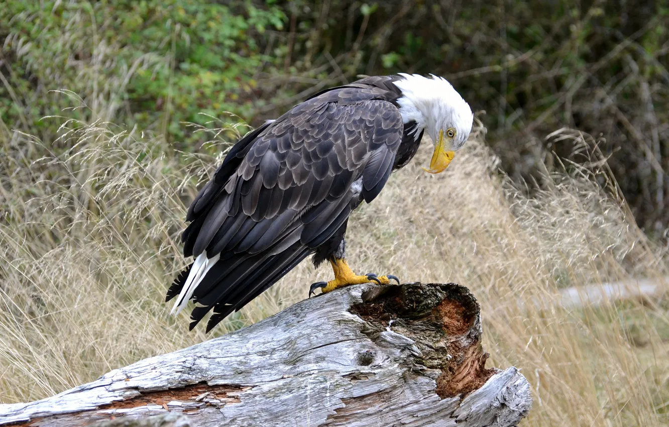 Photo wallpaper nature, bird, log, bald eagle