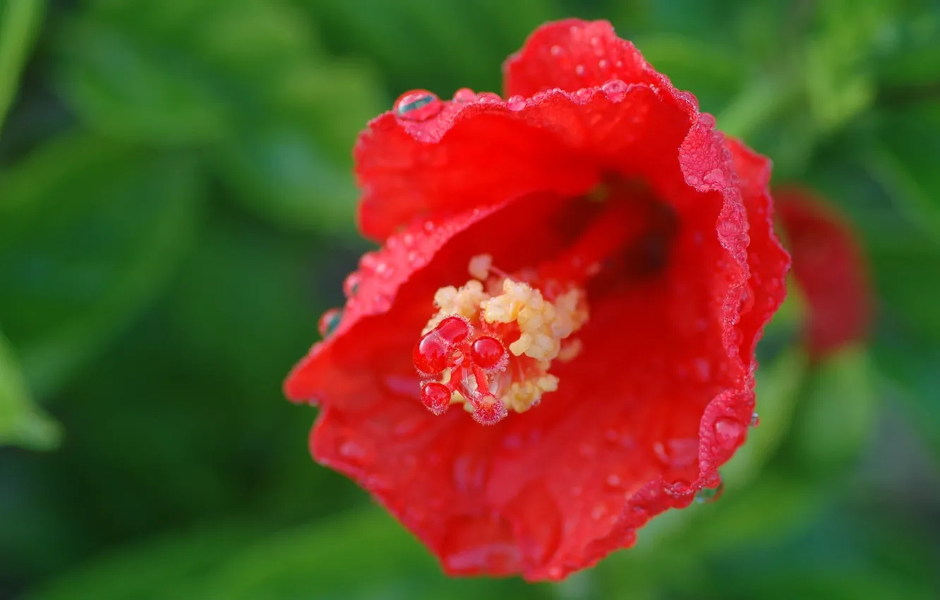 Photo wallpaper drops, red, Flower, Hibiscus