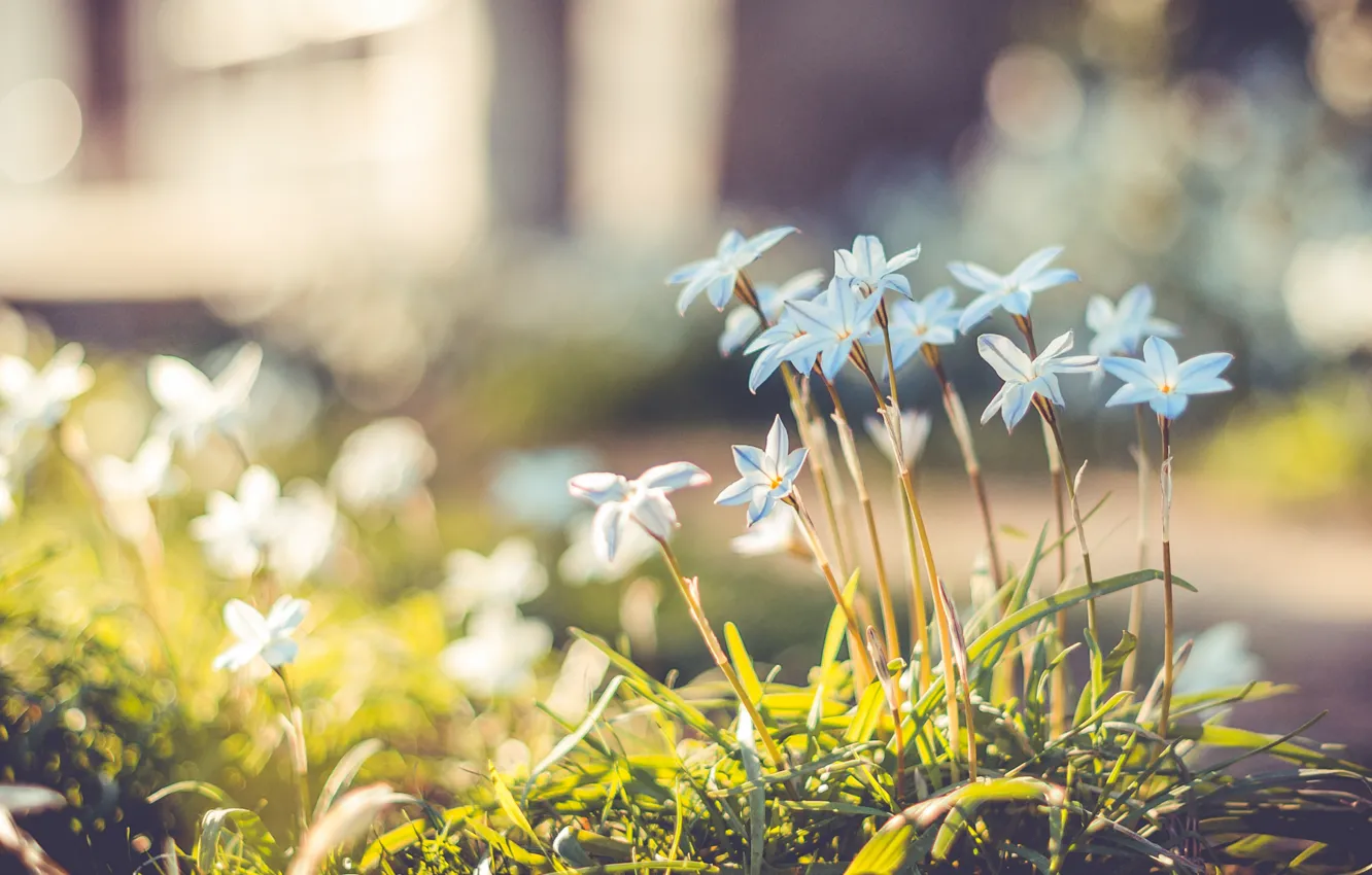 Photo wallpaper grass, flowers, glare, petals, blur, bokeh, Blue