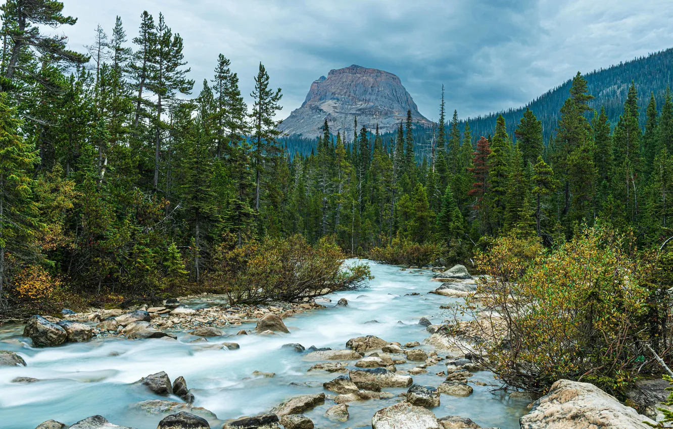 Photo wallpaper forest, mountains, stones, river