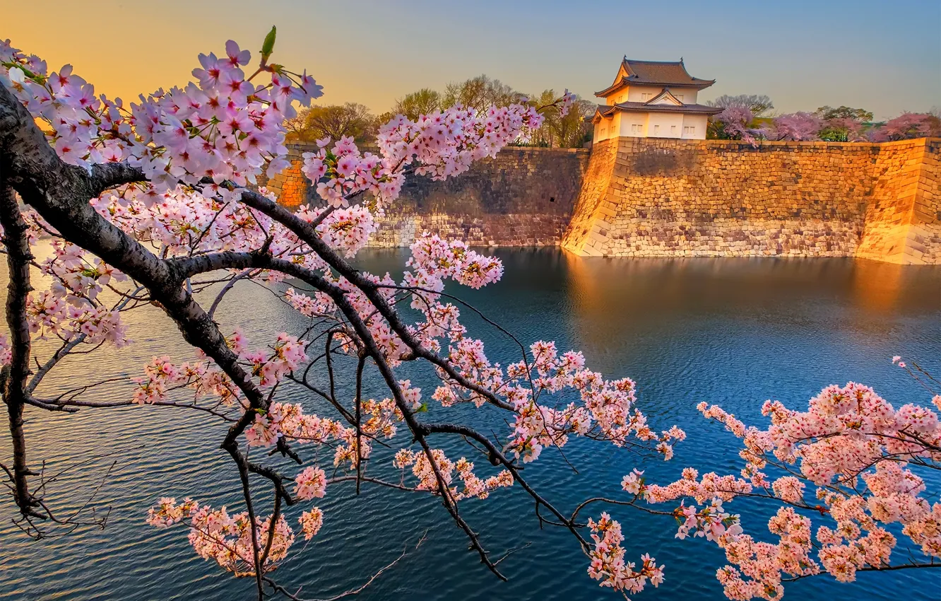 Photo wallpaper spring, Japan, Sakura, temple
