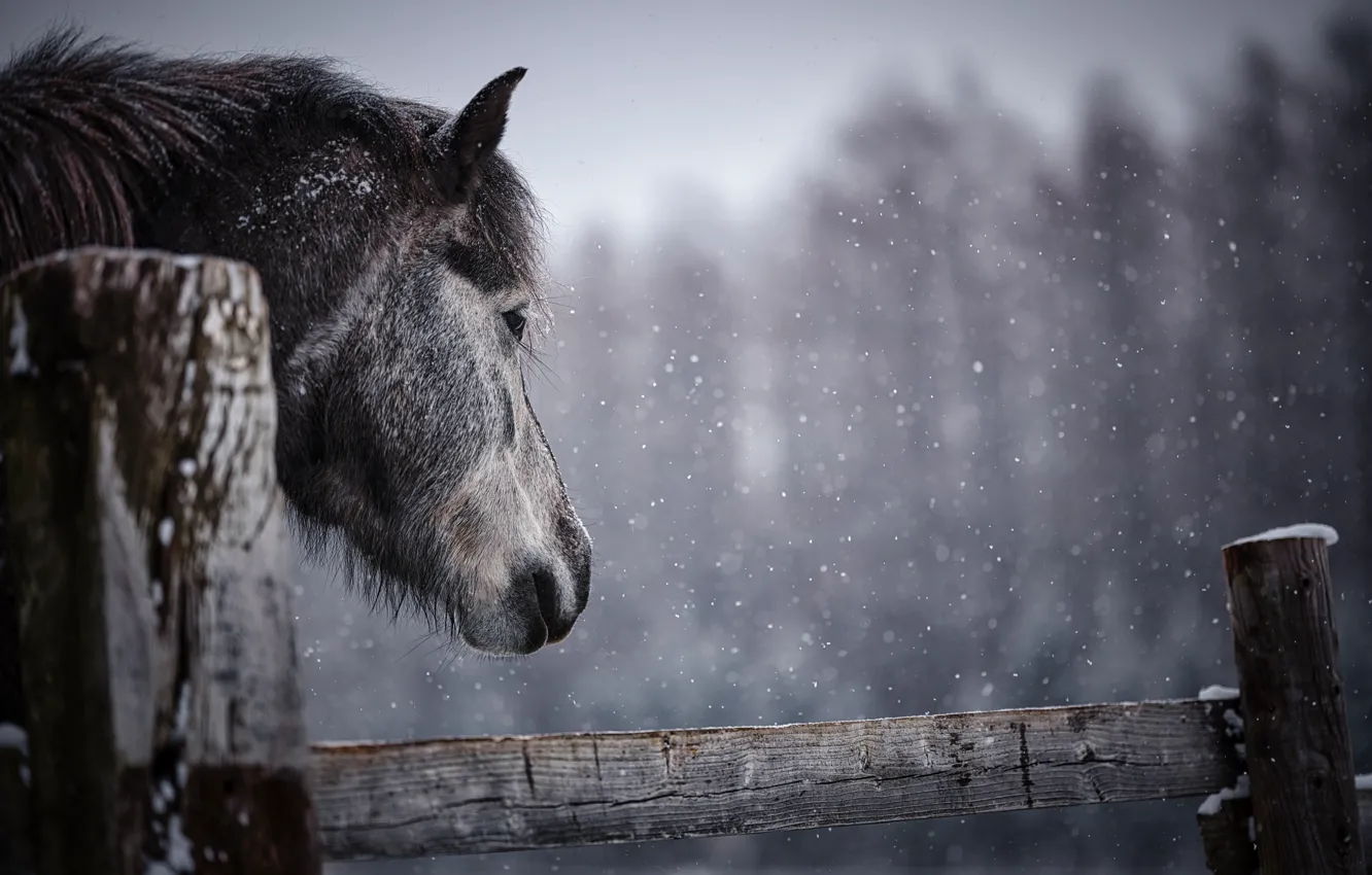 Photo wallpaper winter, forest, look, face, snow, horse, horse, Board