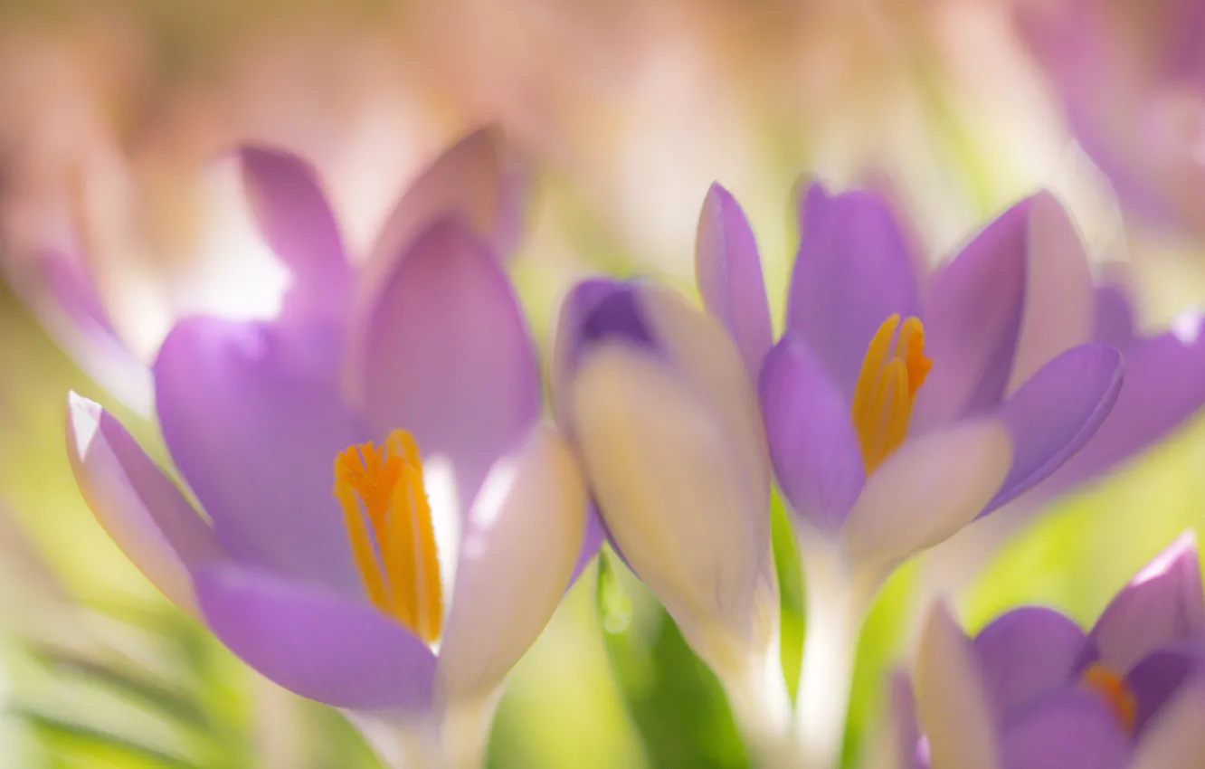 Photo wallpaper macro, petals, Bud, crocuses, saffron