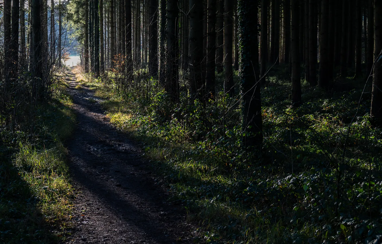 Photo wallpaper forest, trees, shadow, path