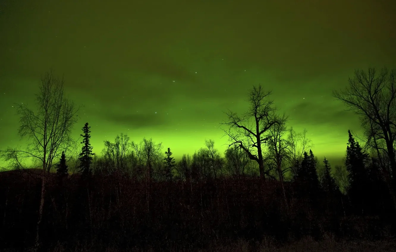Photo wallpaper forest, stars, night, Light The Clouds