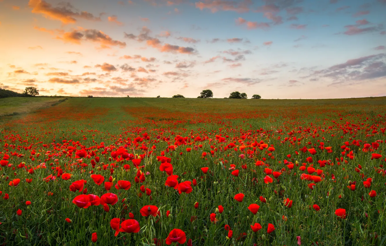 Photo wallpaper summer, the sky, flowers, Maki, poppy field