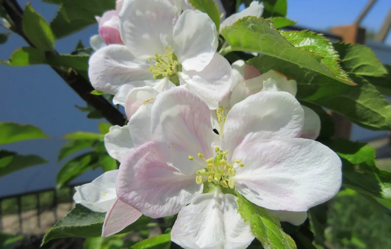 Photo wallpaper flowers, blooming Apple tree, spring 2018, Mamala ©