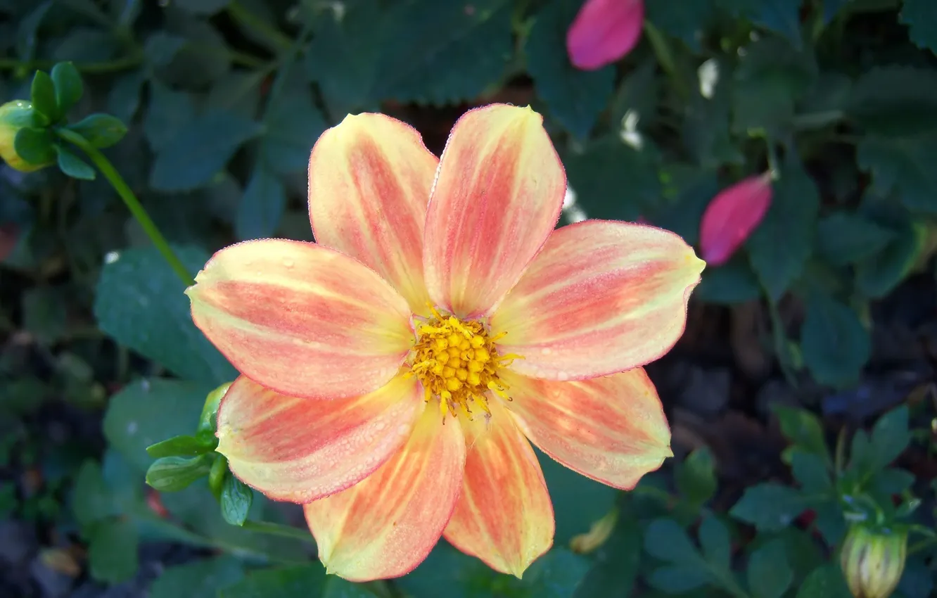 Photo wallpaper flowers, dahlias, Meduzanol ©