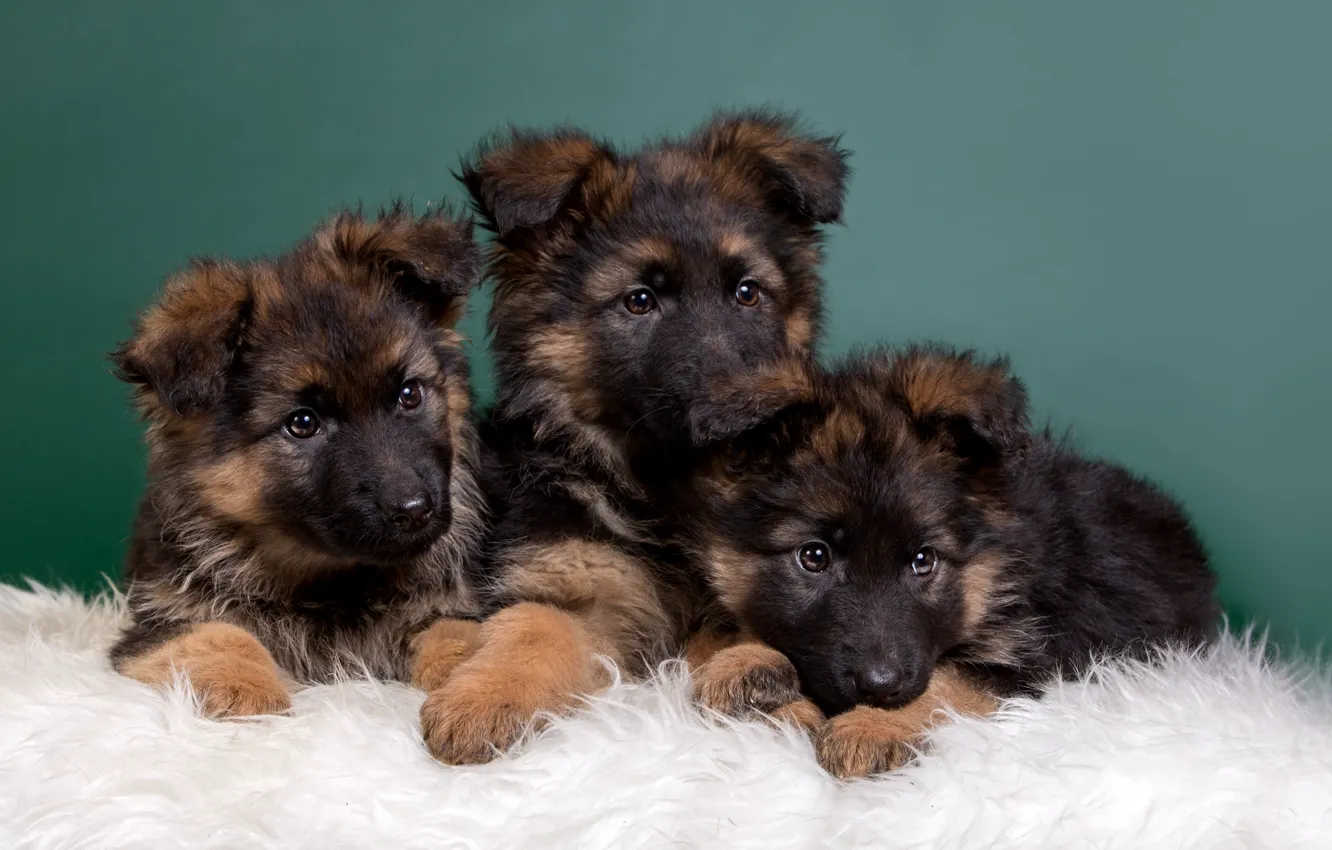 Photo wallpaper baby, puppy, trio, shepherd