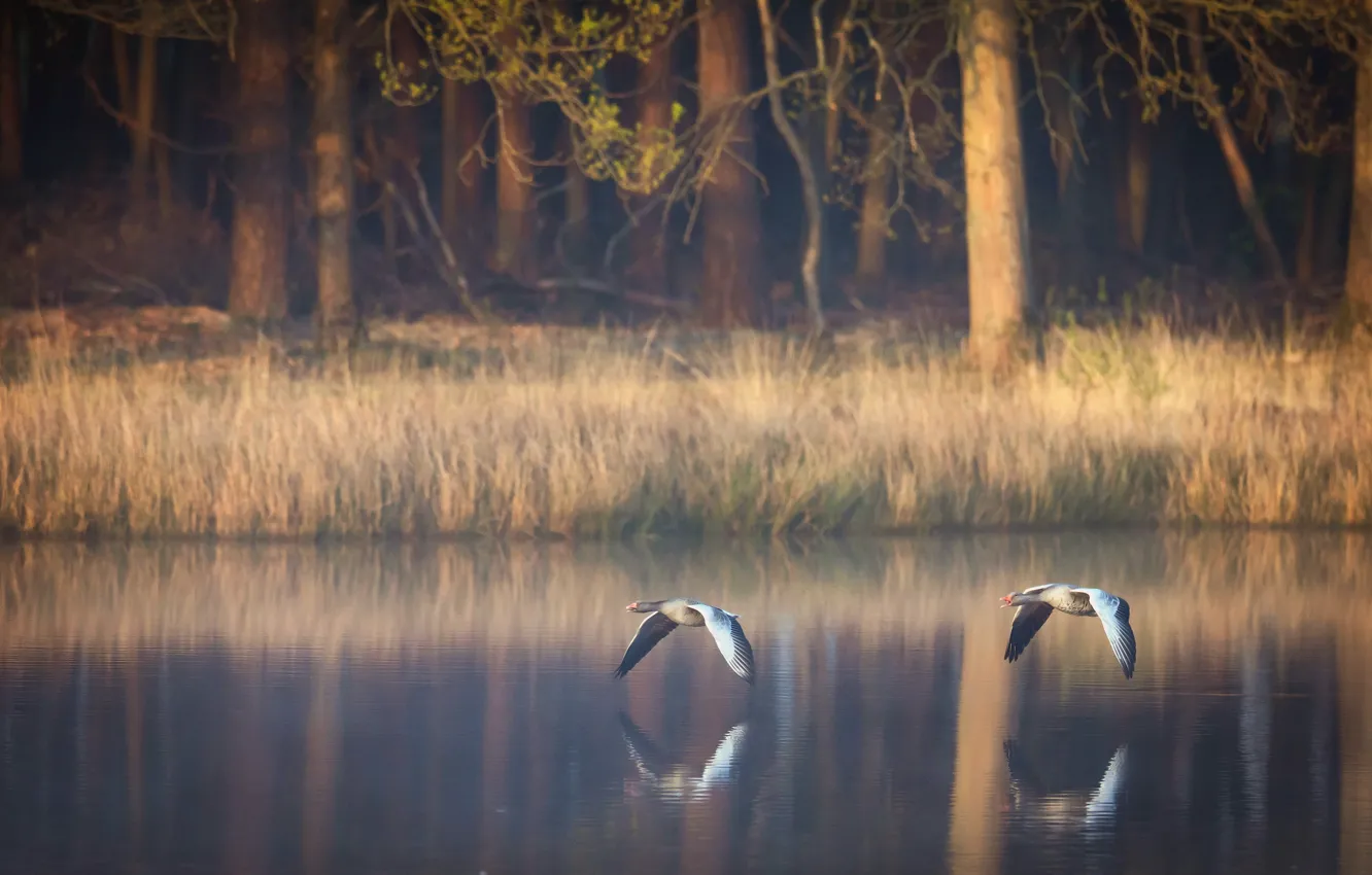 Photo wallpaper grass, light, trees, flight, birds, branches, nature, fog