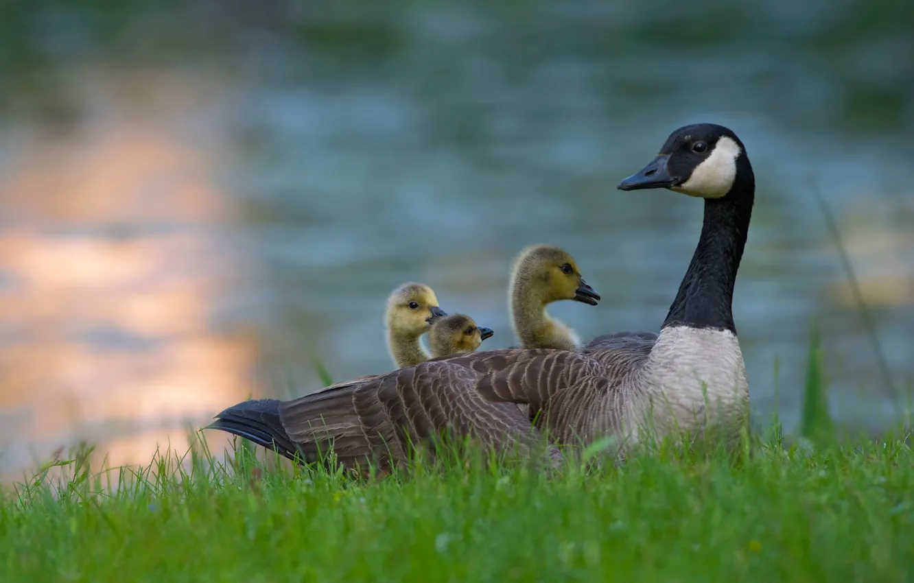 Photo wallpaper grass, bird, shore, glade, duck, spring, baby, duck