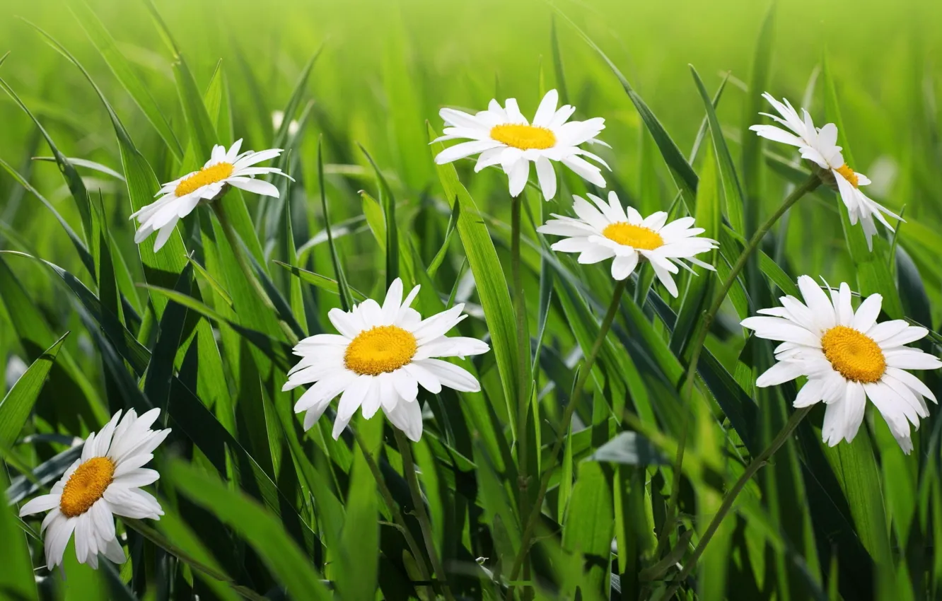 Photo wallpaper summer, grass, the sun, chamomile