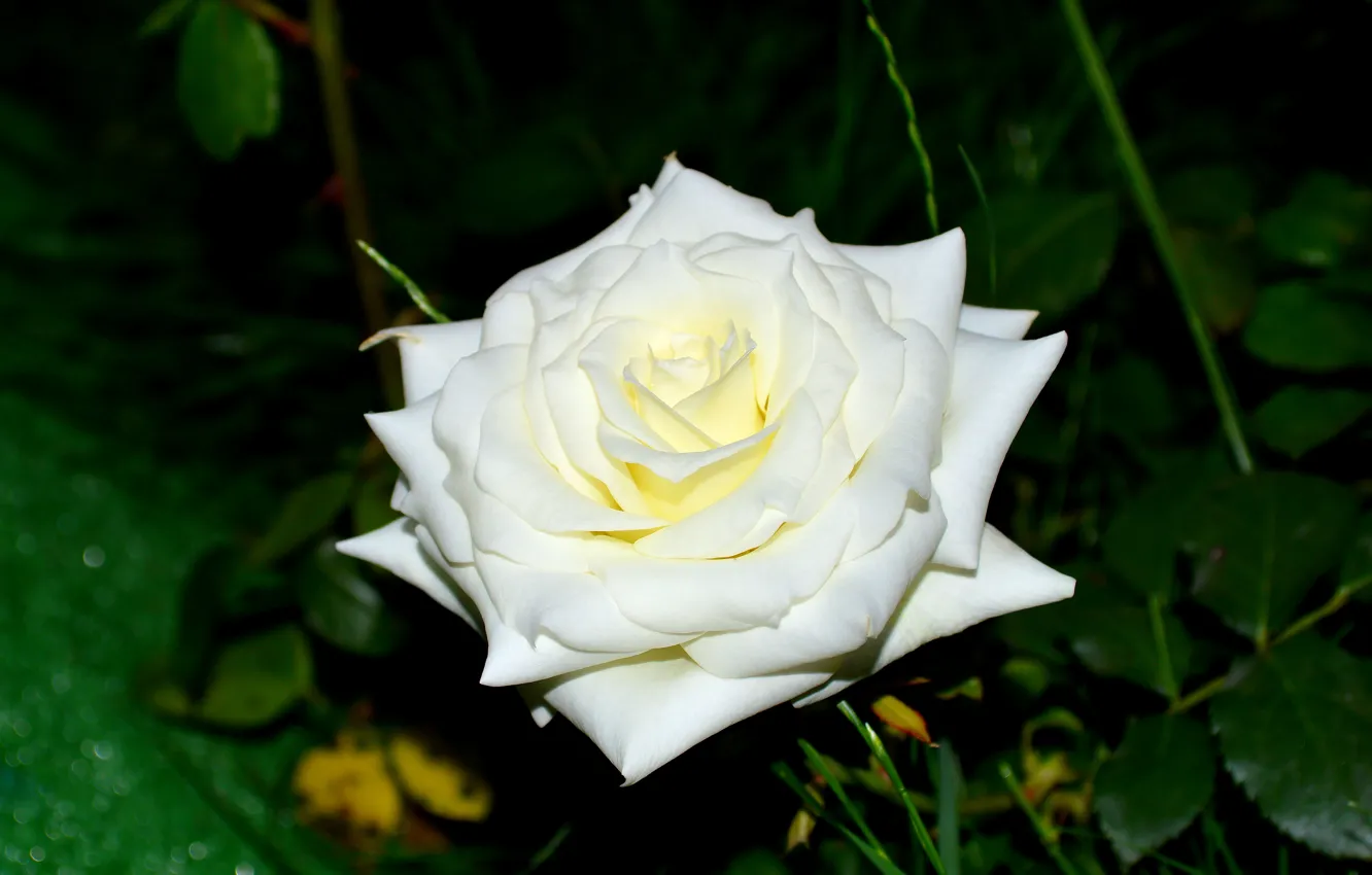 Photo wallpaper white, flower, rose, Bud, beautiful, in the summer, in the garden, green leaf