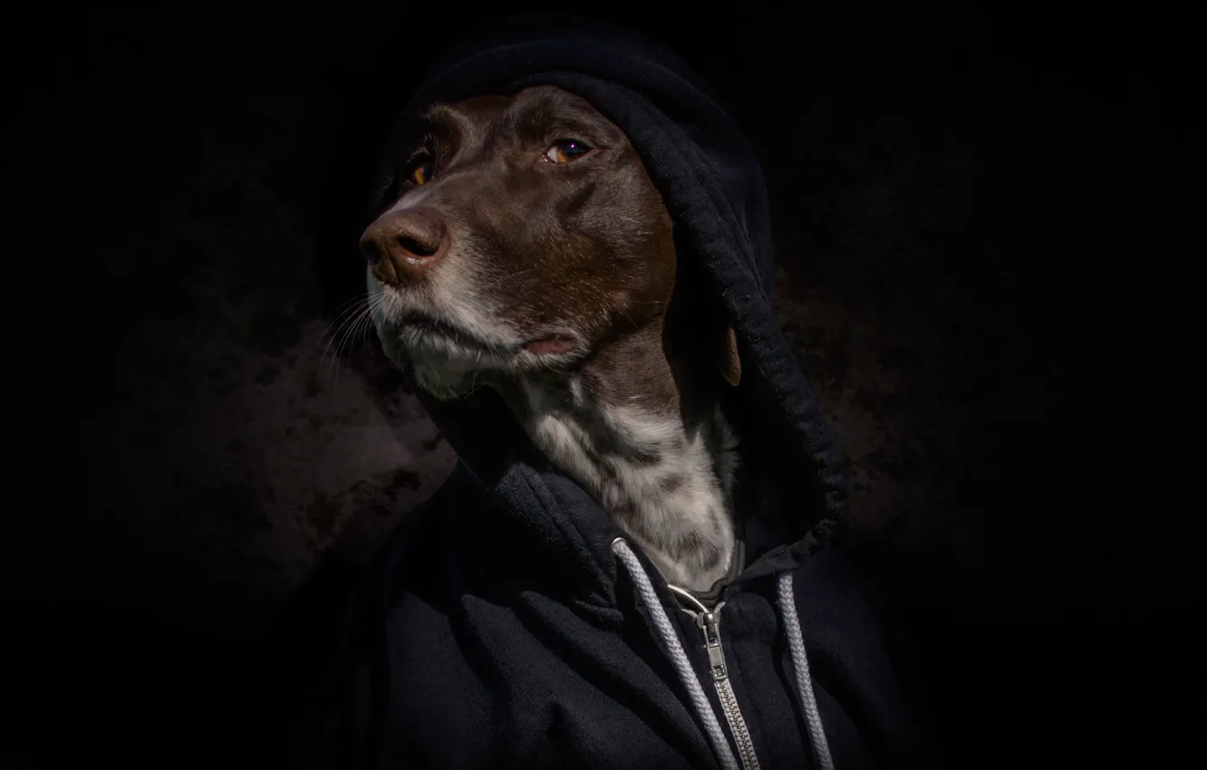 Photo wallpaper face, portrait, dog, hood, black background, sweatshirt, hoodies