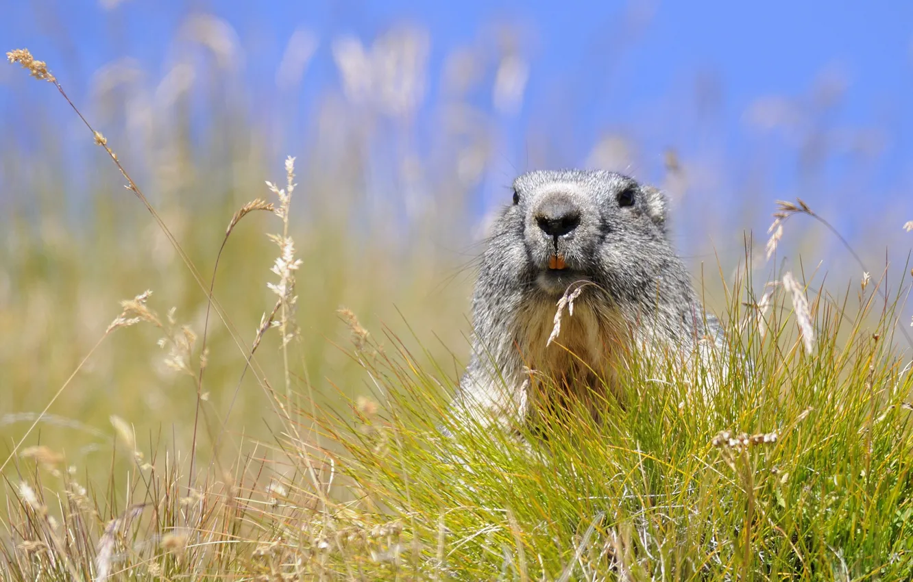 Photo wallpaper grass, spikelets, marmot, rodent, Alpine