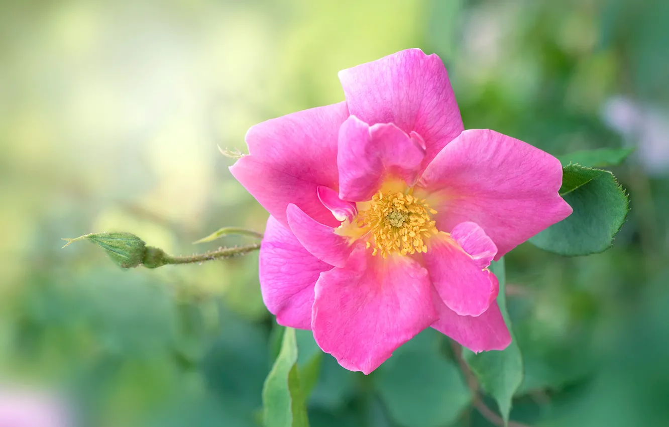 Photo wallpaper flower, background, pink, rose, branch, briar