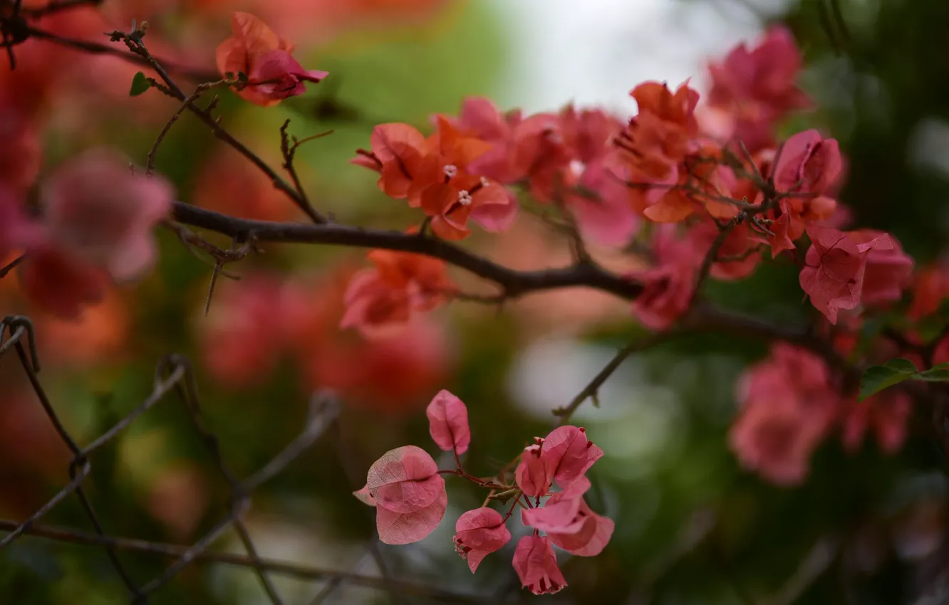 Photo wallpaper flowers, branches, red, mesh, the fence, blur, bokeh, bougainvillea