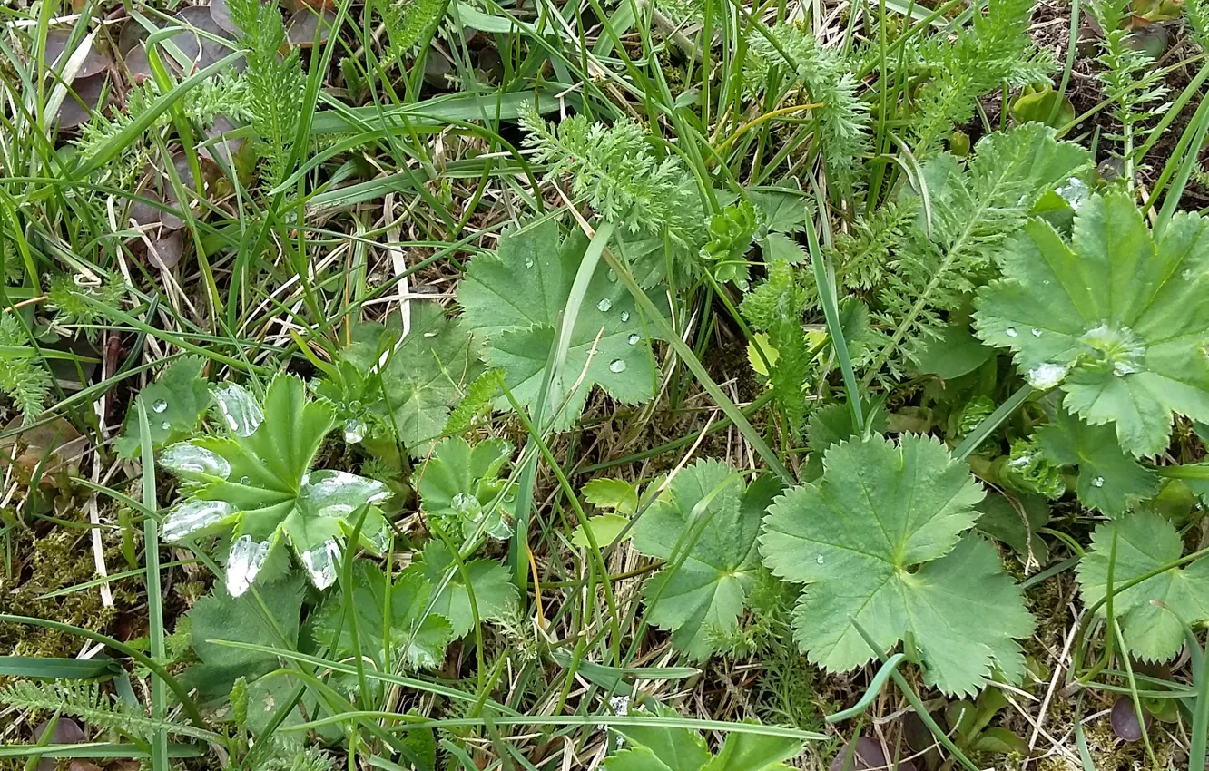 Photo wallpaper greens, grass, leaves, Rosa, spring, may, 2017