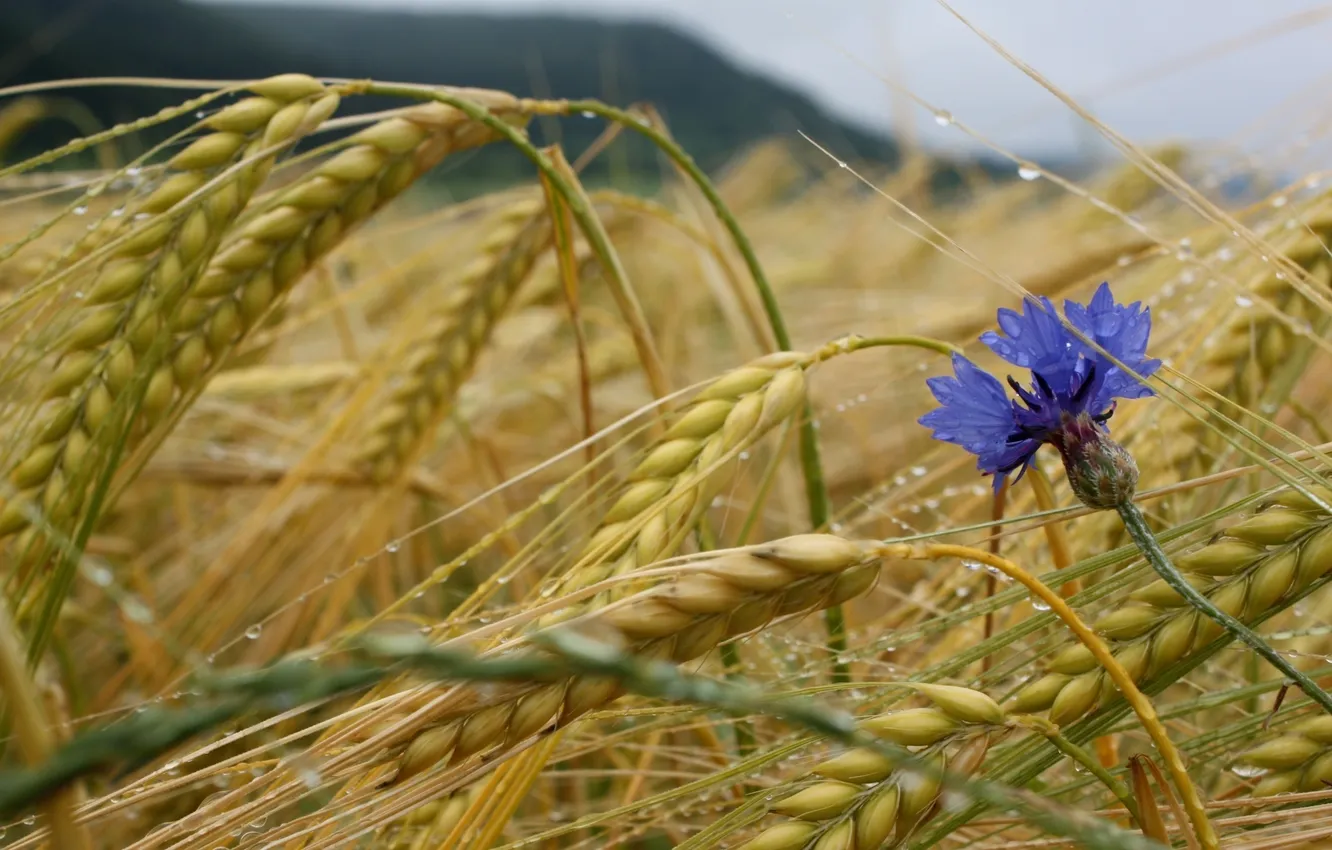 Photo wallpaper wheat, flower, drops, ears, cereals