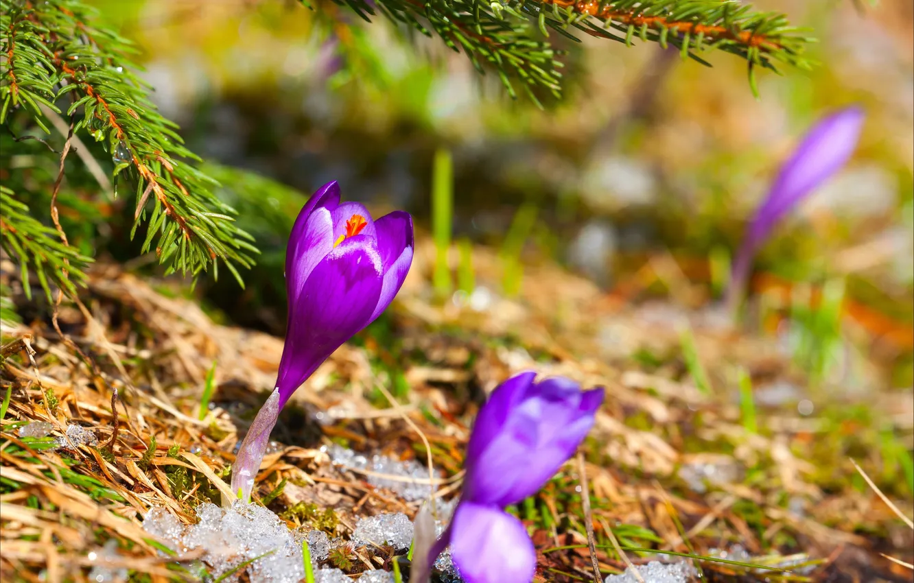 Photo wallpaper snow, flowers, tree