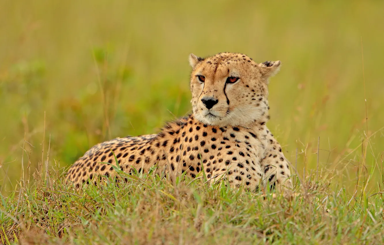 Photo wallpaper grass, Cheetah, observation, Cheetah