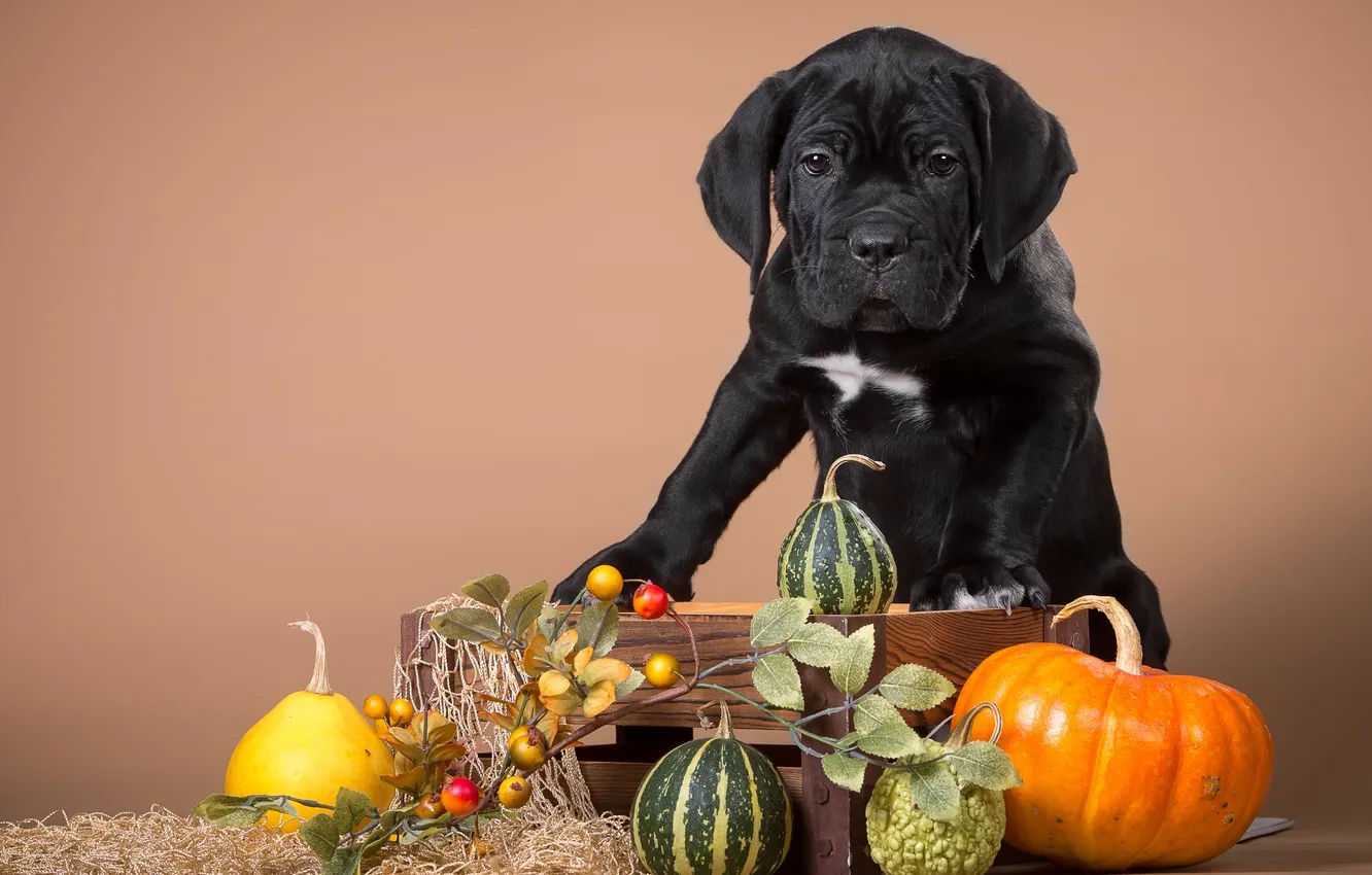 Photo wallpaper puppy, pumpkin, cane Corso