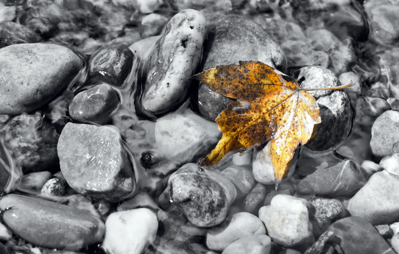 Photo wallpaper autumn, leaves, water, nature, stones