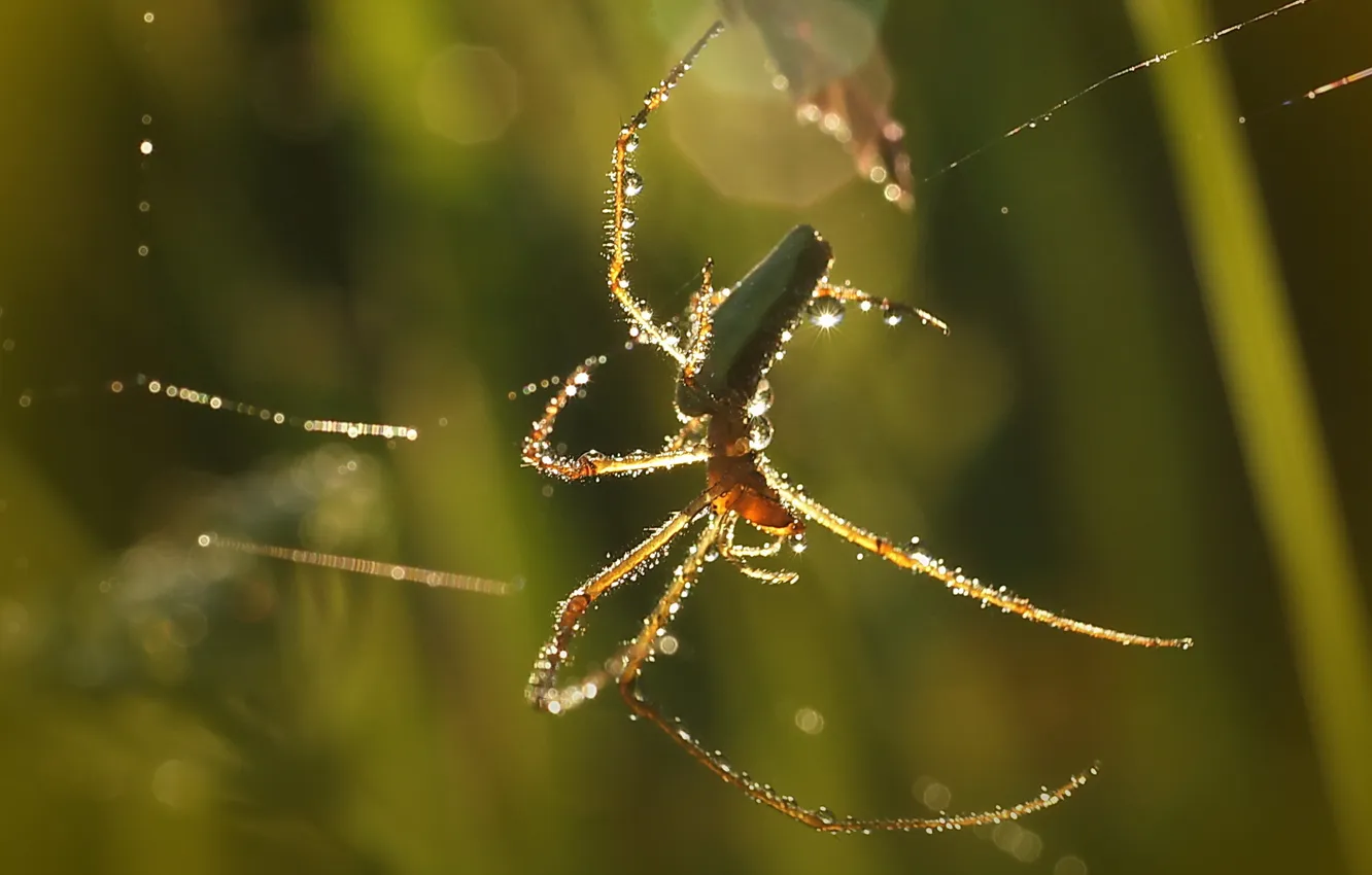Photo wallpaper nature, web, spider