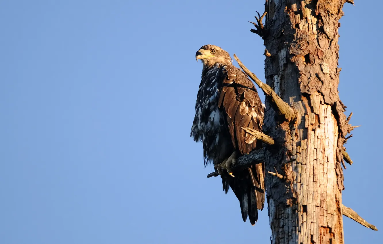 Photo wallpaper trees, bird, eagle, trunk