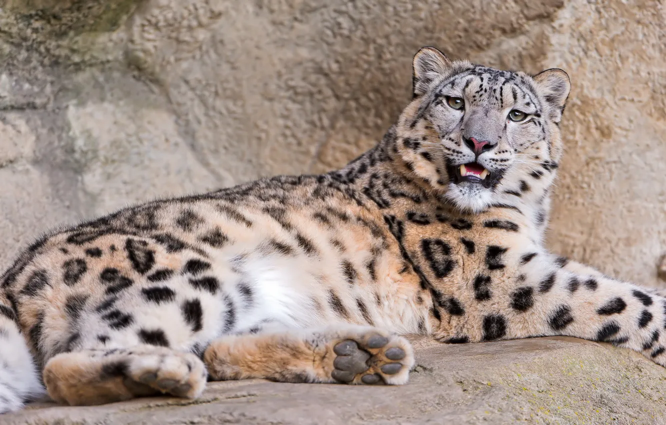Photo wallpaper face, paws, fluffy, lies, snow leopard, looks, spotted